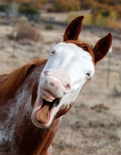 funny horse images|funny horse laughing.